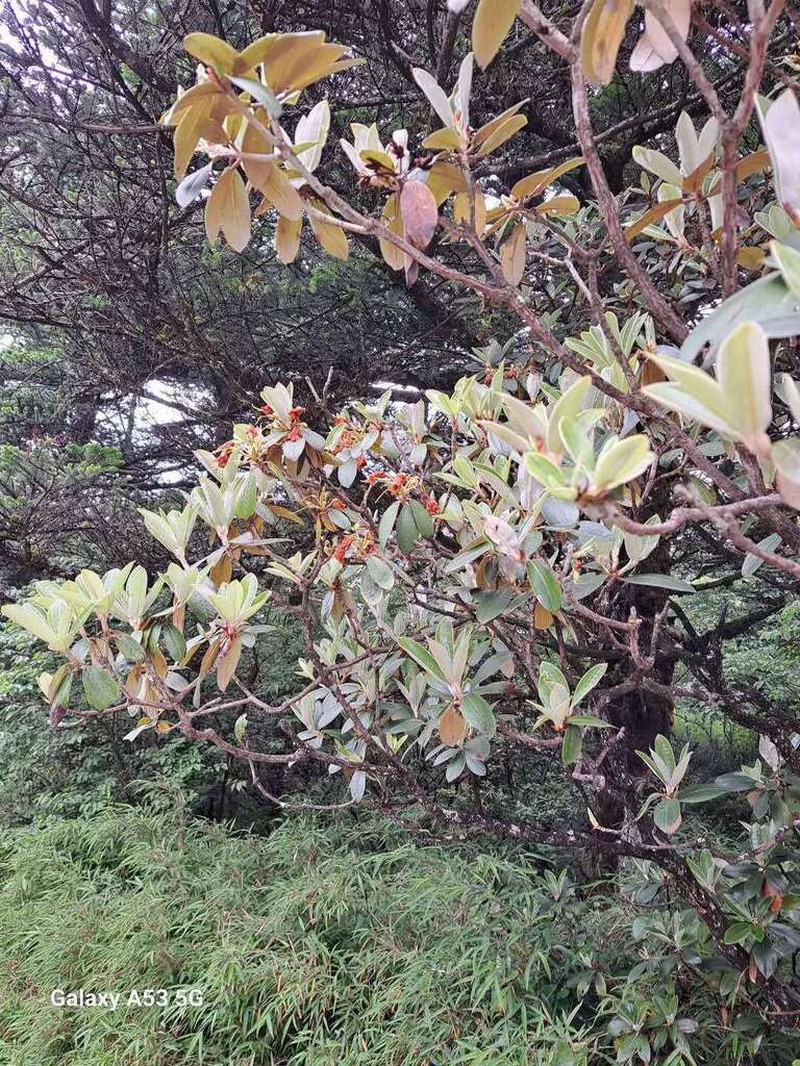 Rhododendron faberi photo 4