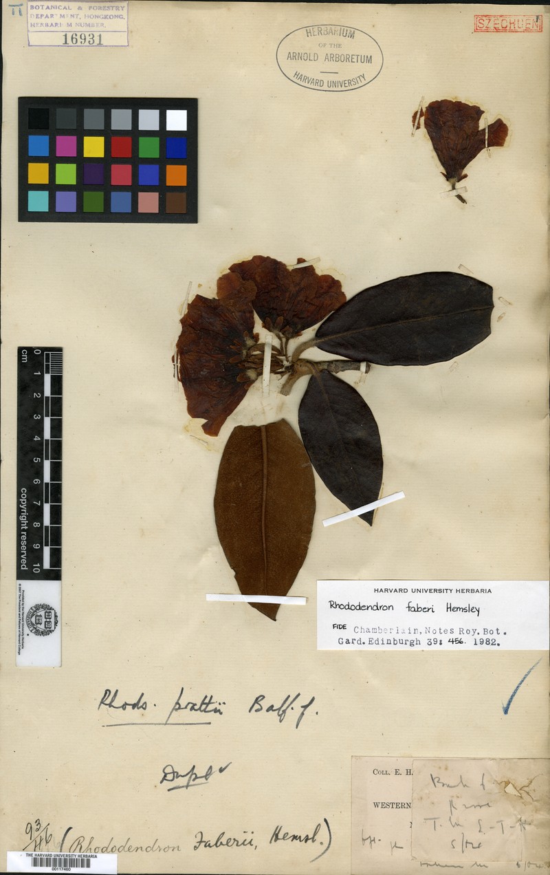 Rhododendron faberi photo 5