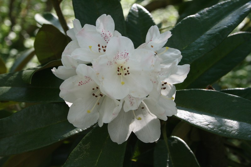 Rhododendron faberi
