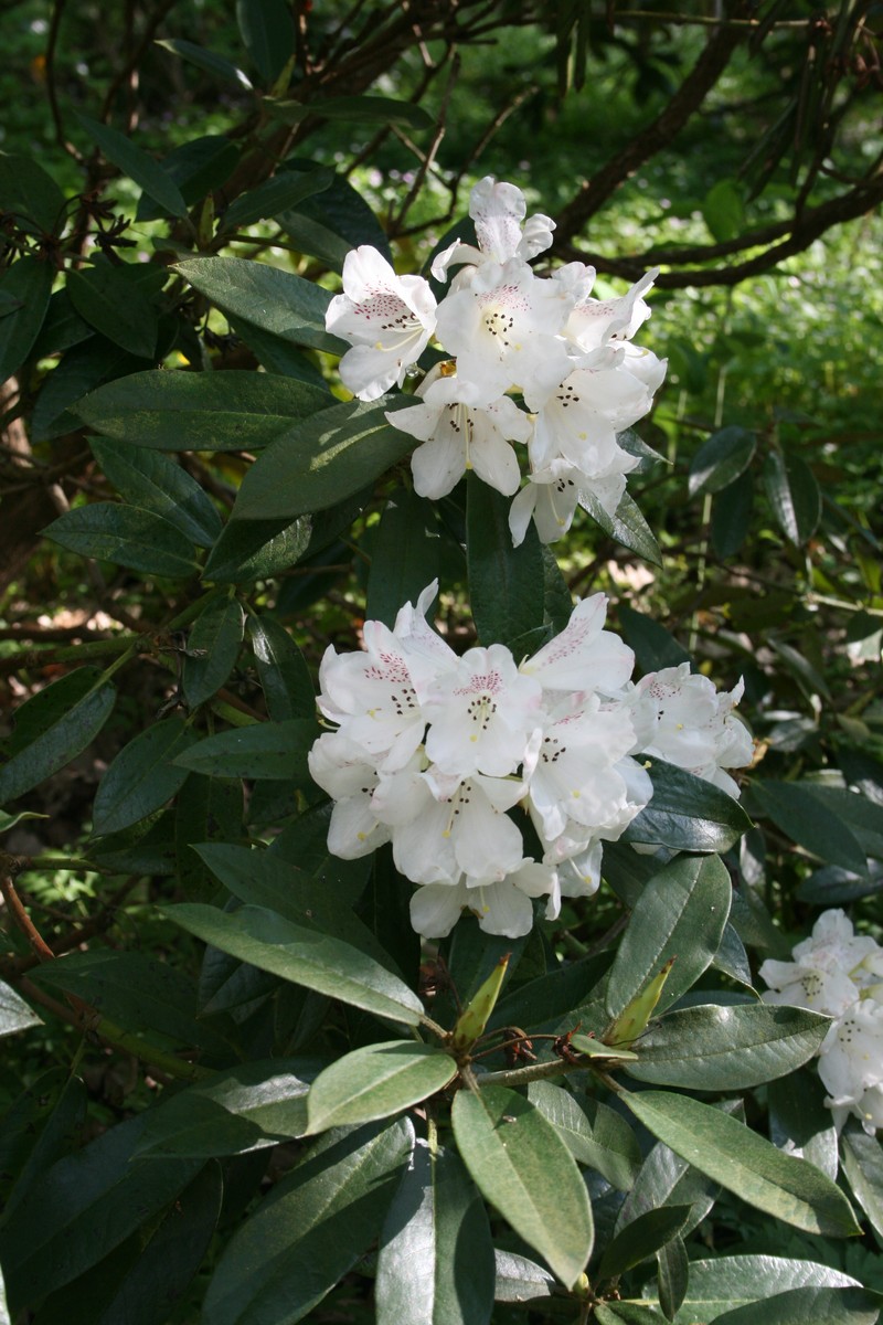 Rhododendron faberi photo 6