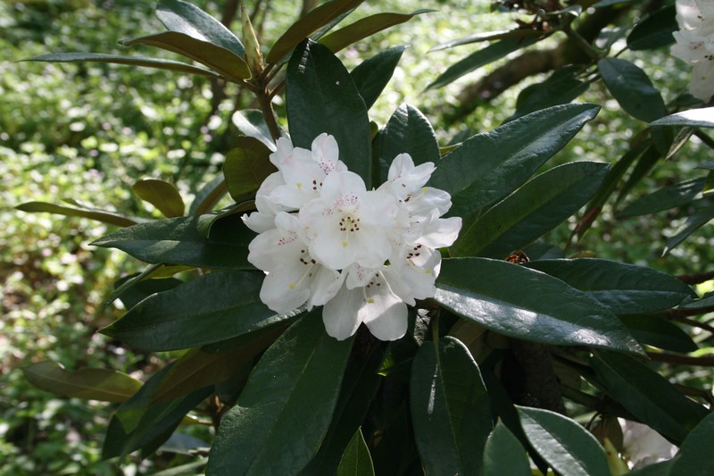 Rhododendron faberi photo 7