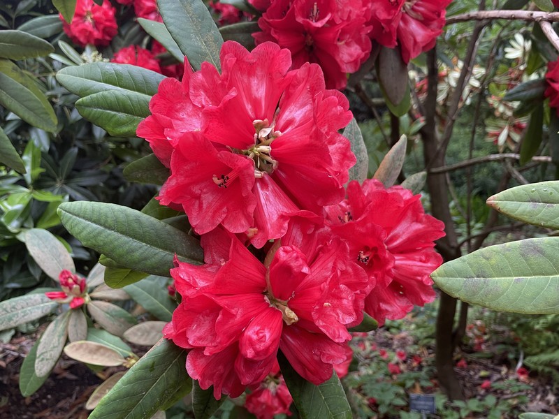Rhododendron facetum