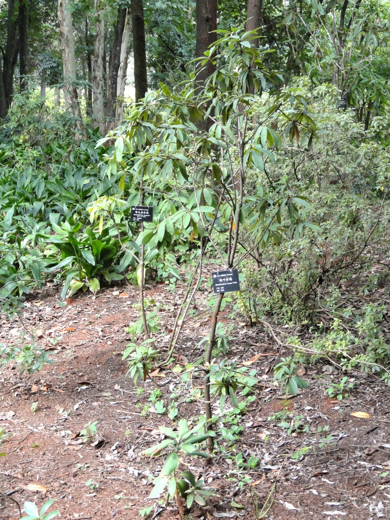 Rhododendron facetum photo 2