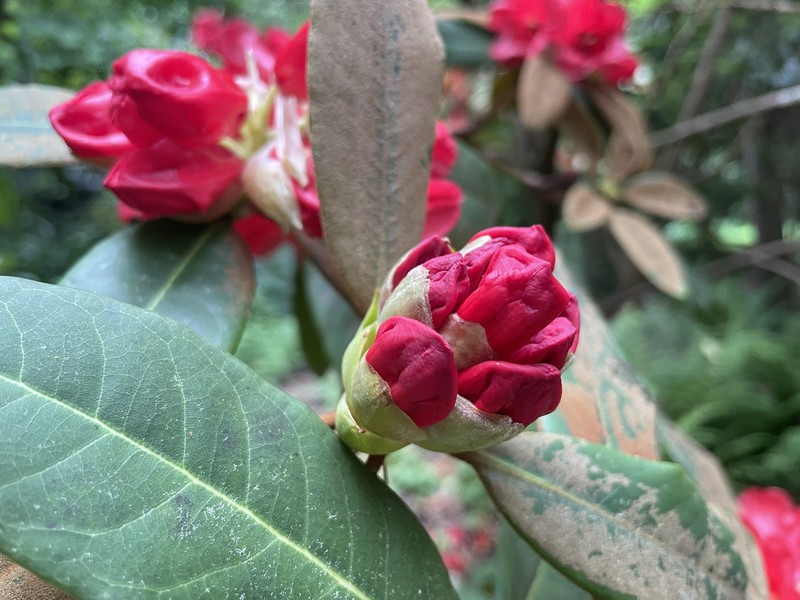 Rhododendron facetum photo 3