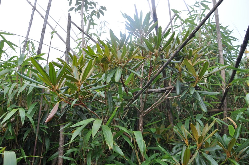 Rhododendron facetum photo 4