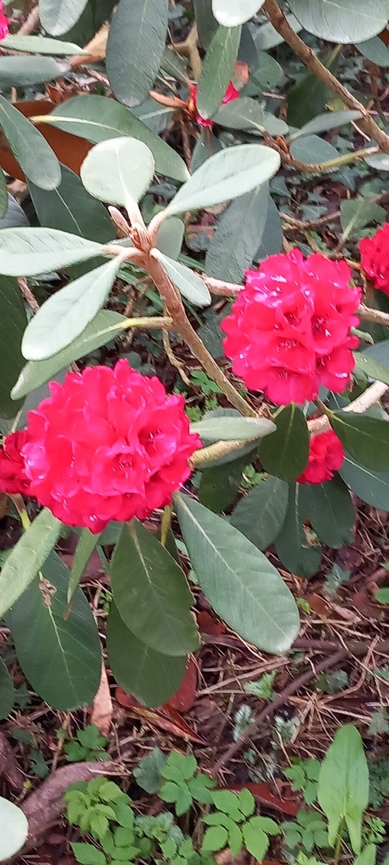 Rhododendron facetum photo 5