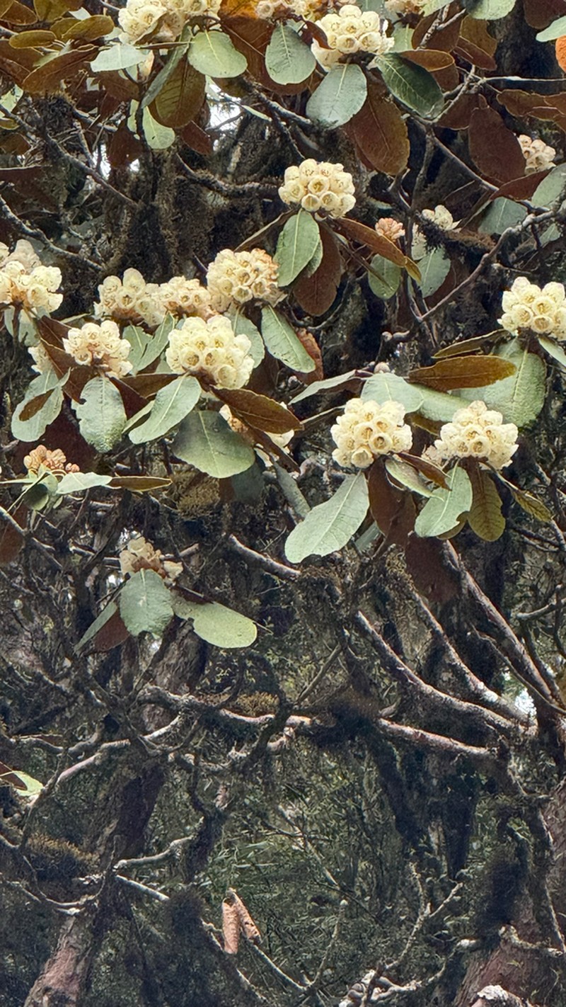 Rhododendron falconeri photo 2