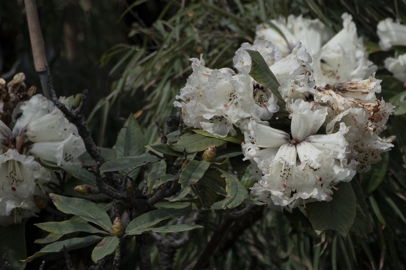 Rhododendron falconeri photo 3