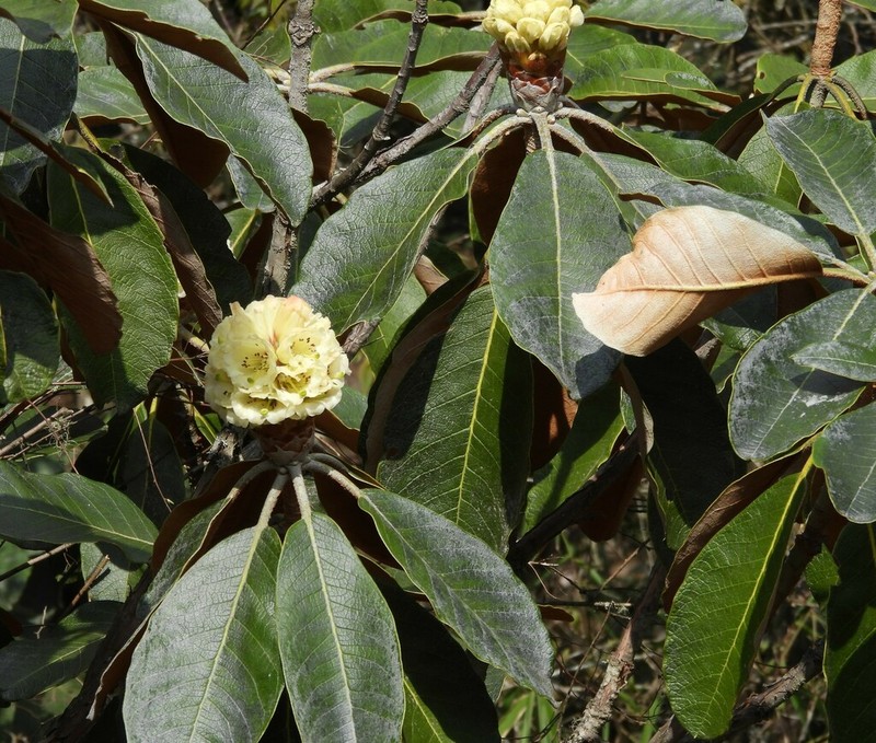 Rhododendron falconeri photo 4