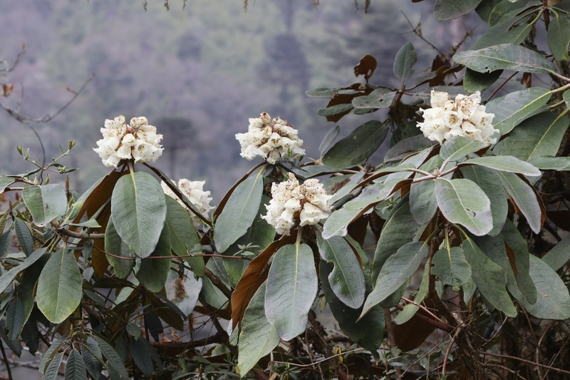 Rhododendron falconeri photo 5