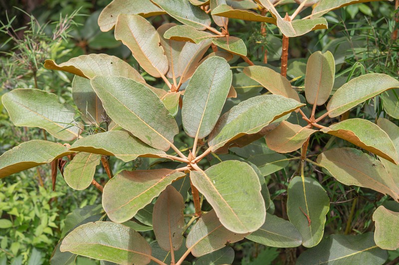 Rhododendron falconeri photo 6