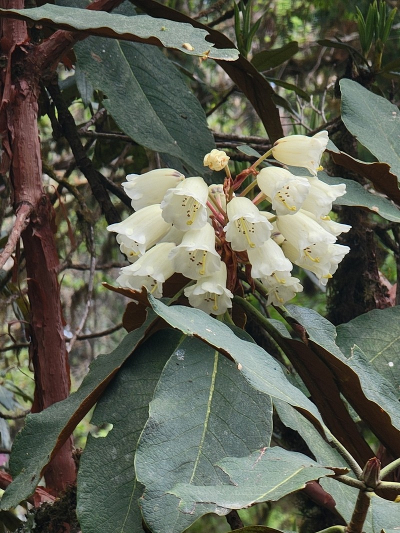 Rhododendron falconeri photo 7