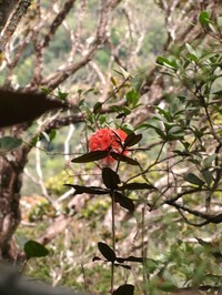 Rhododendron fallacinum