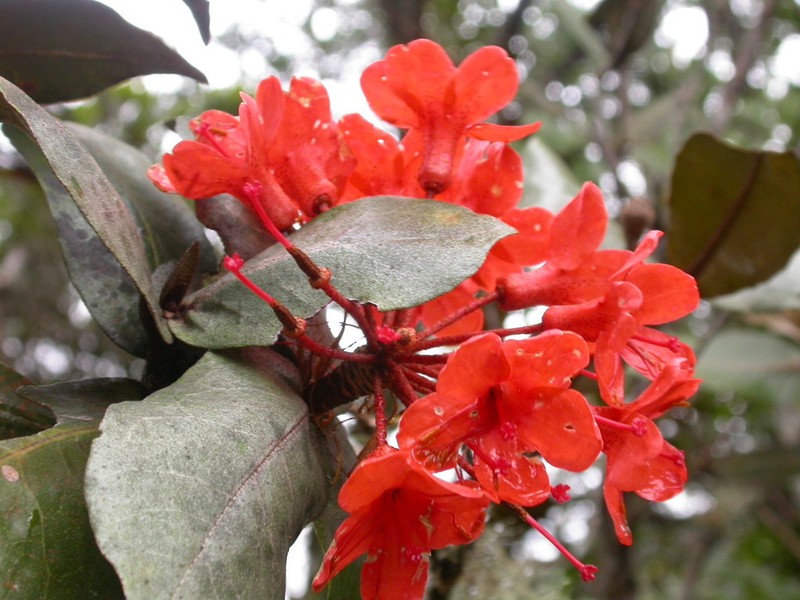 Rhododendron fallacinum photo 2