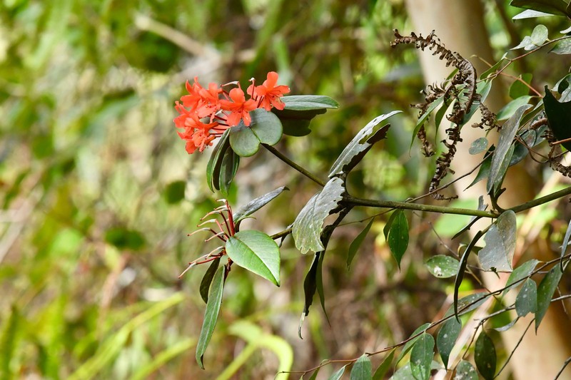 Rhododendron fallacinum photo 3