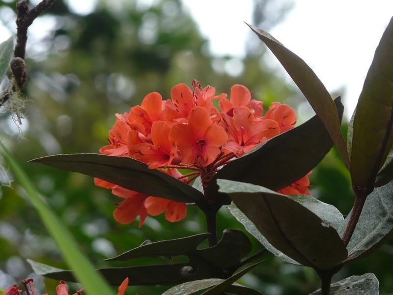 Rhododendron fallacinum photo 4