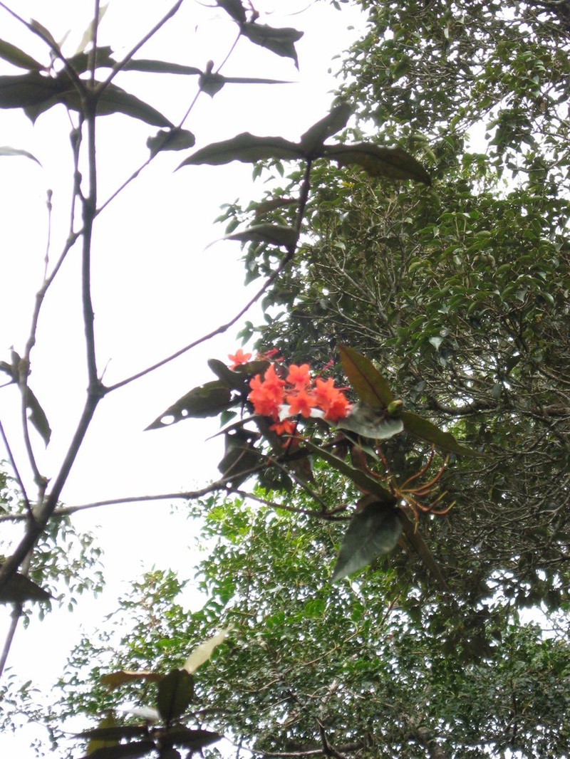 Rhododendron fallacinum photo 5