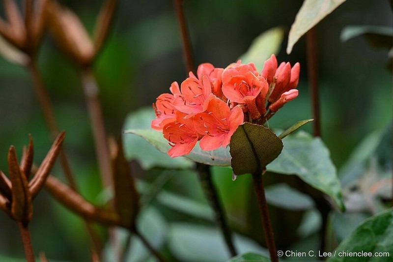 Rhododendron fallacinum photo 6