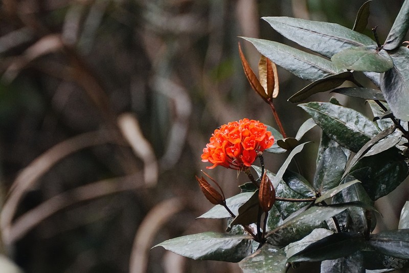Rhododendron fallacinum photo 7