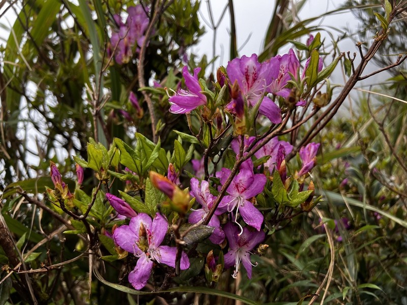 Rhododendron farrerae