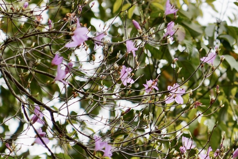 Rhododendron farrerae photo 2
