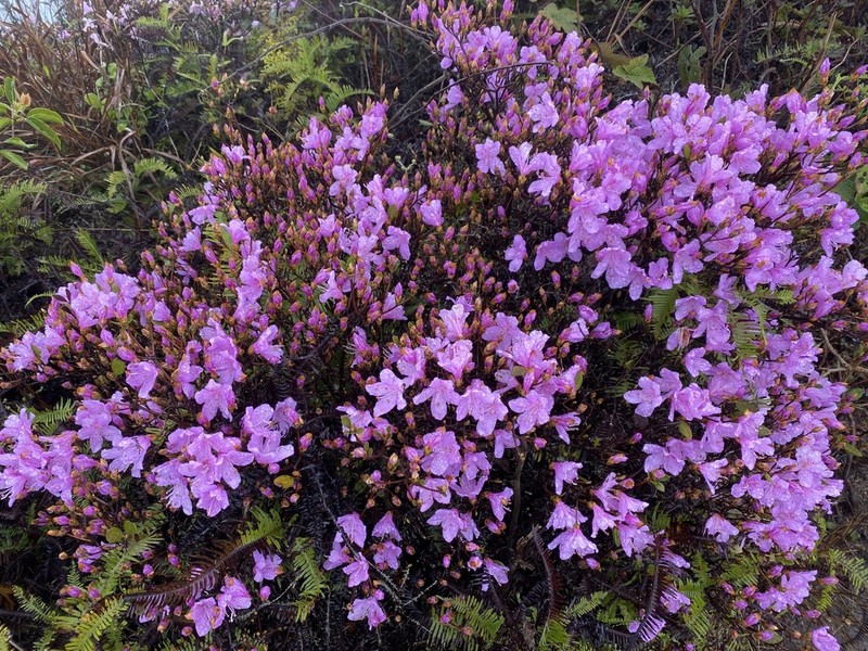 Rhododendron farrerae photo 3