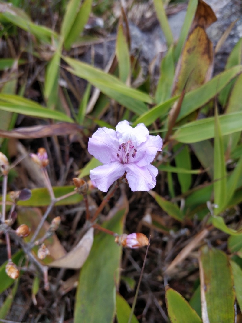 Rhododendron farrerae photo 4