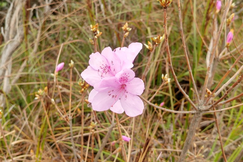 Rhododendron farrerae photo 5