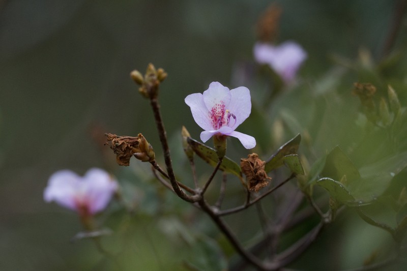 Rhododendron farrerae photo 6