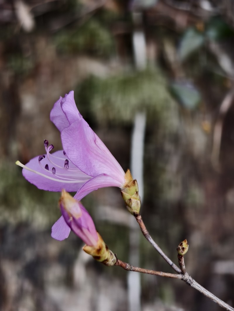 Rhododendron farrerae photo 8