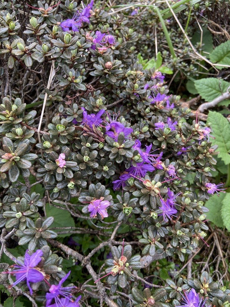 Rhododendron fastigiatum photo 2