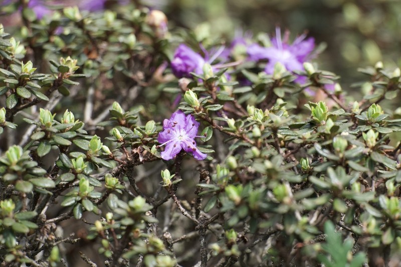 Rhododendron fastigiatum photo 3