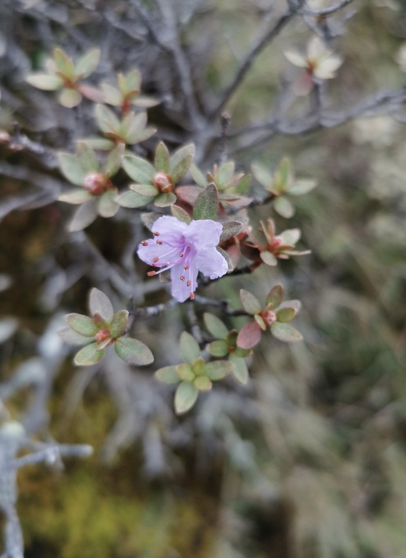 Rhododendron fastigiatum photo 4