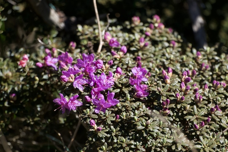 Rhododendron fastigiatum photo 5