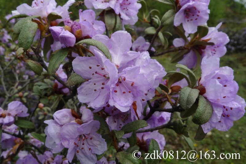 Rhododendron fastigiatum photo 7