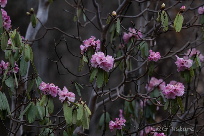 Rhododendron faucium