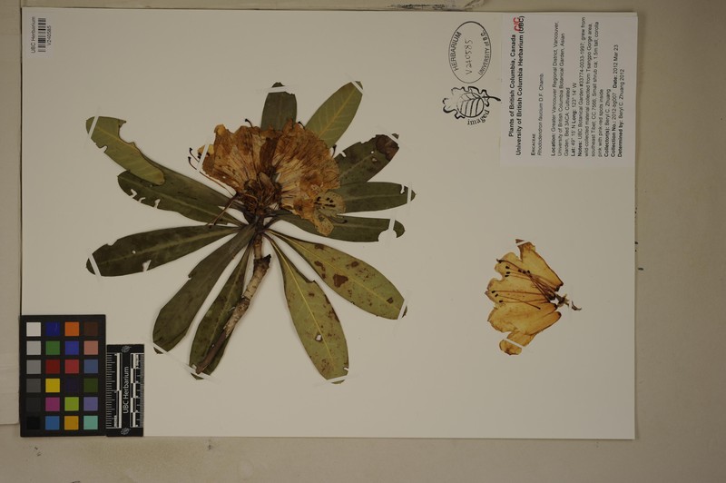 Rhododendron faucium photo 2