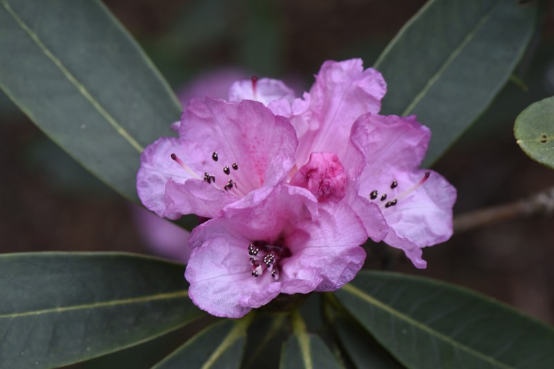 Rhododendron faucium photo 3