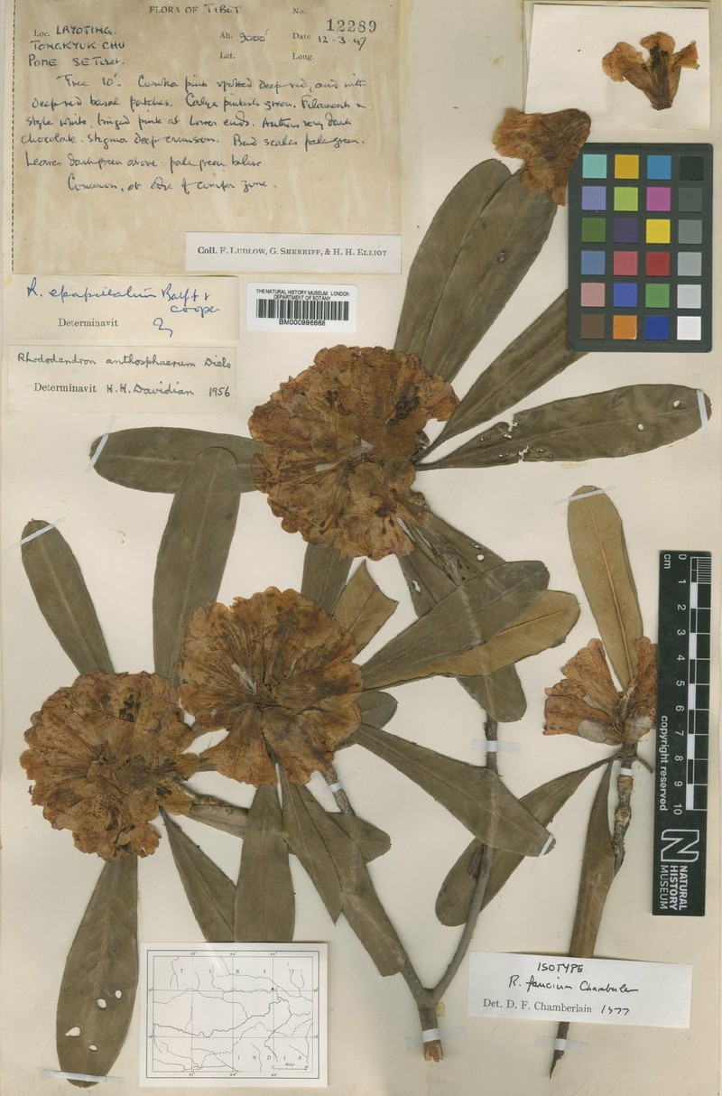 Rhododendron faucium photo 4