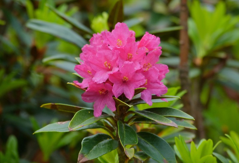 Rhododendron ferrugineum