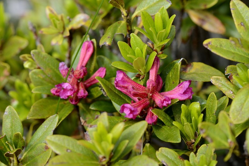 Rhododendron ferrugineum photo 2