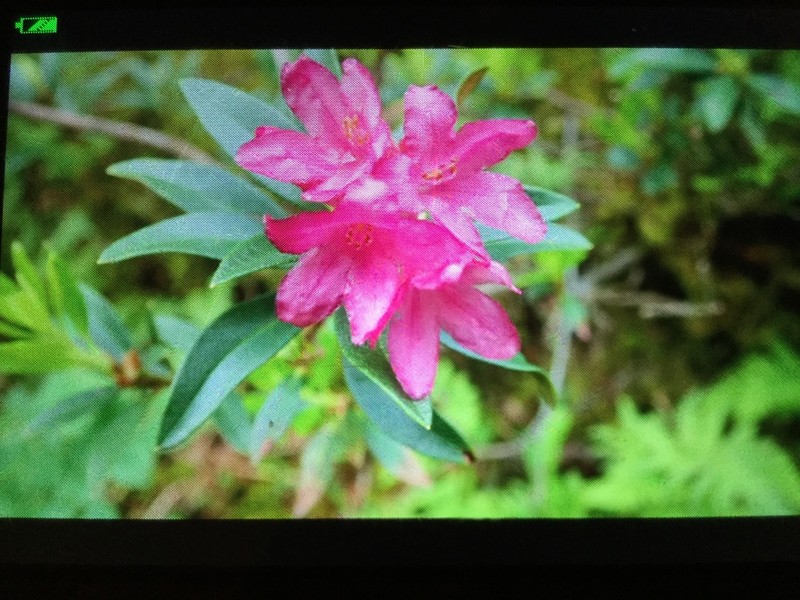 Rhododendron ferrugineum photo 3