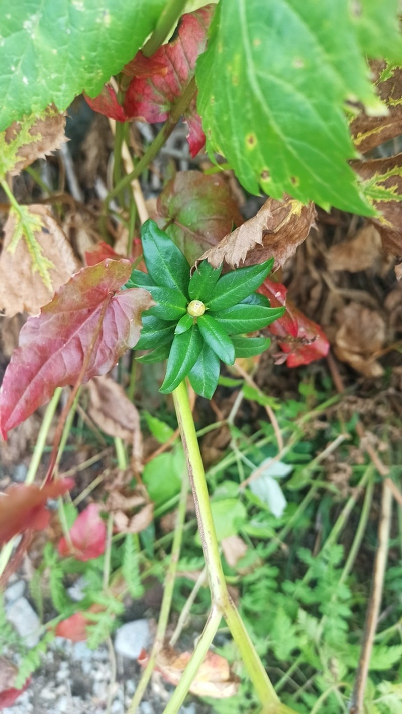 Rhododendron ferrugineum photo 4