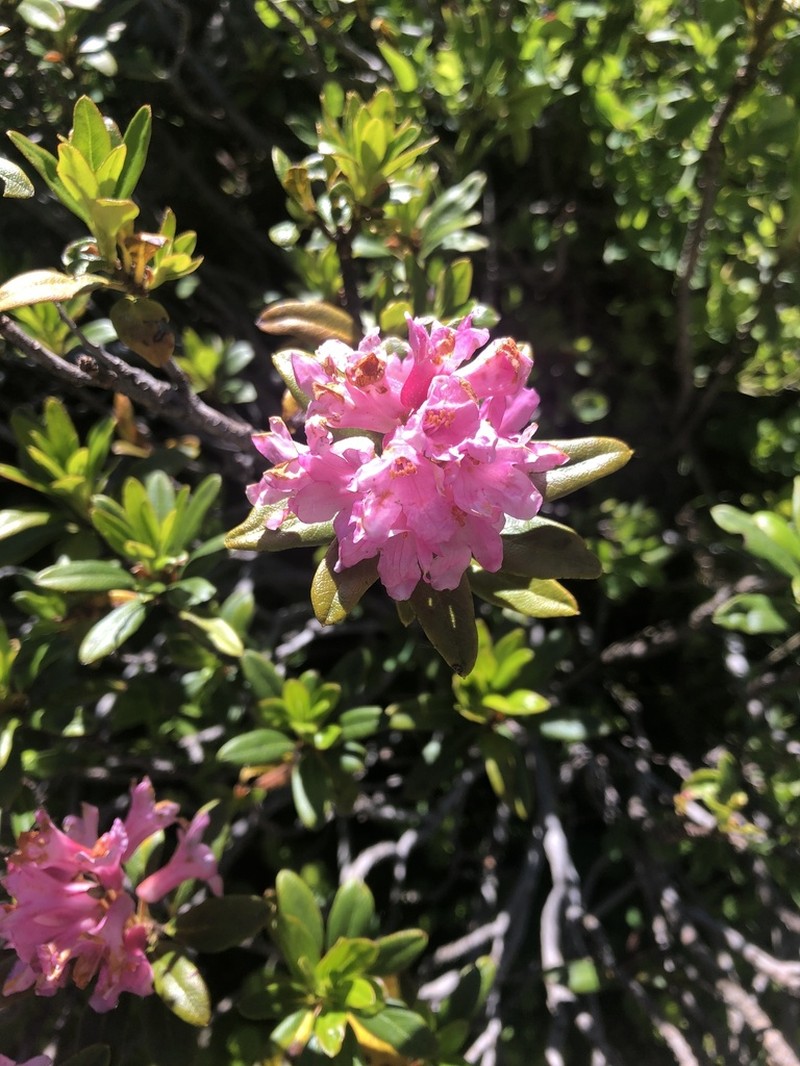 Rhododendron ferrugineum photo 5