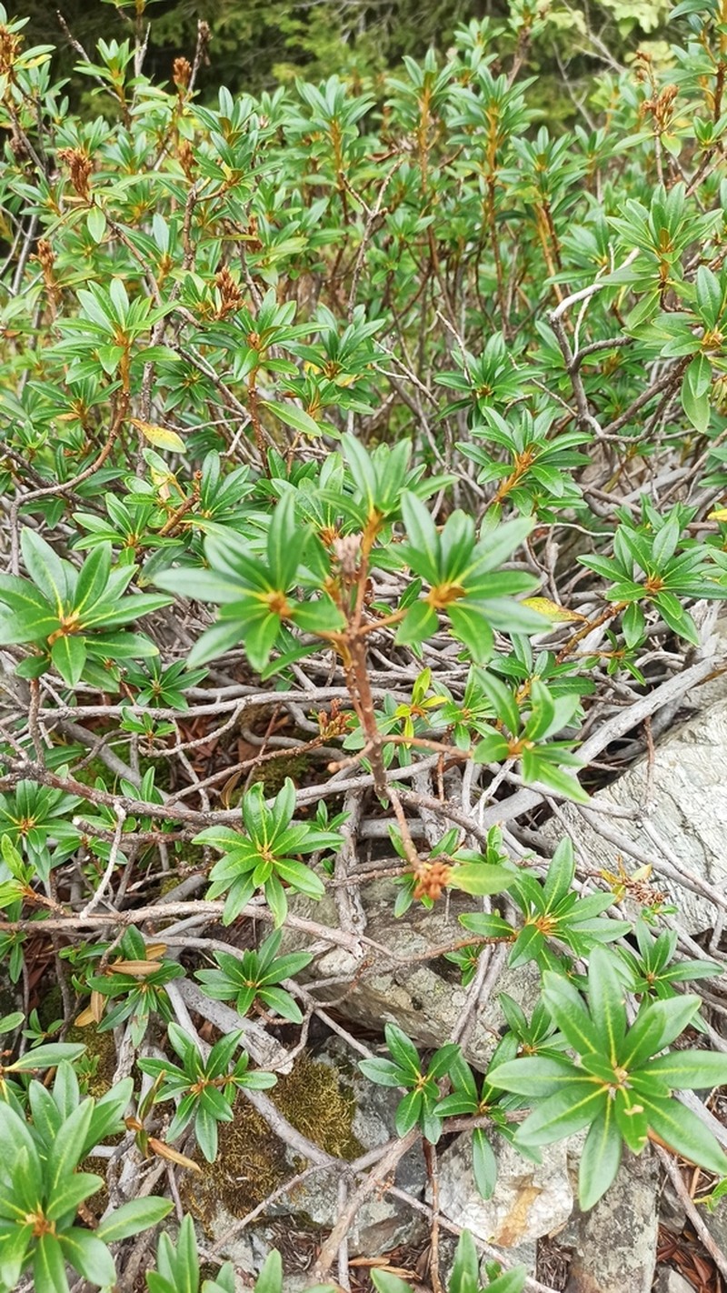 Rhododendron ferrugineum photo 6