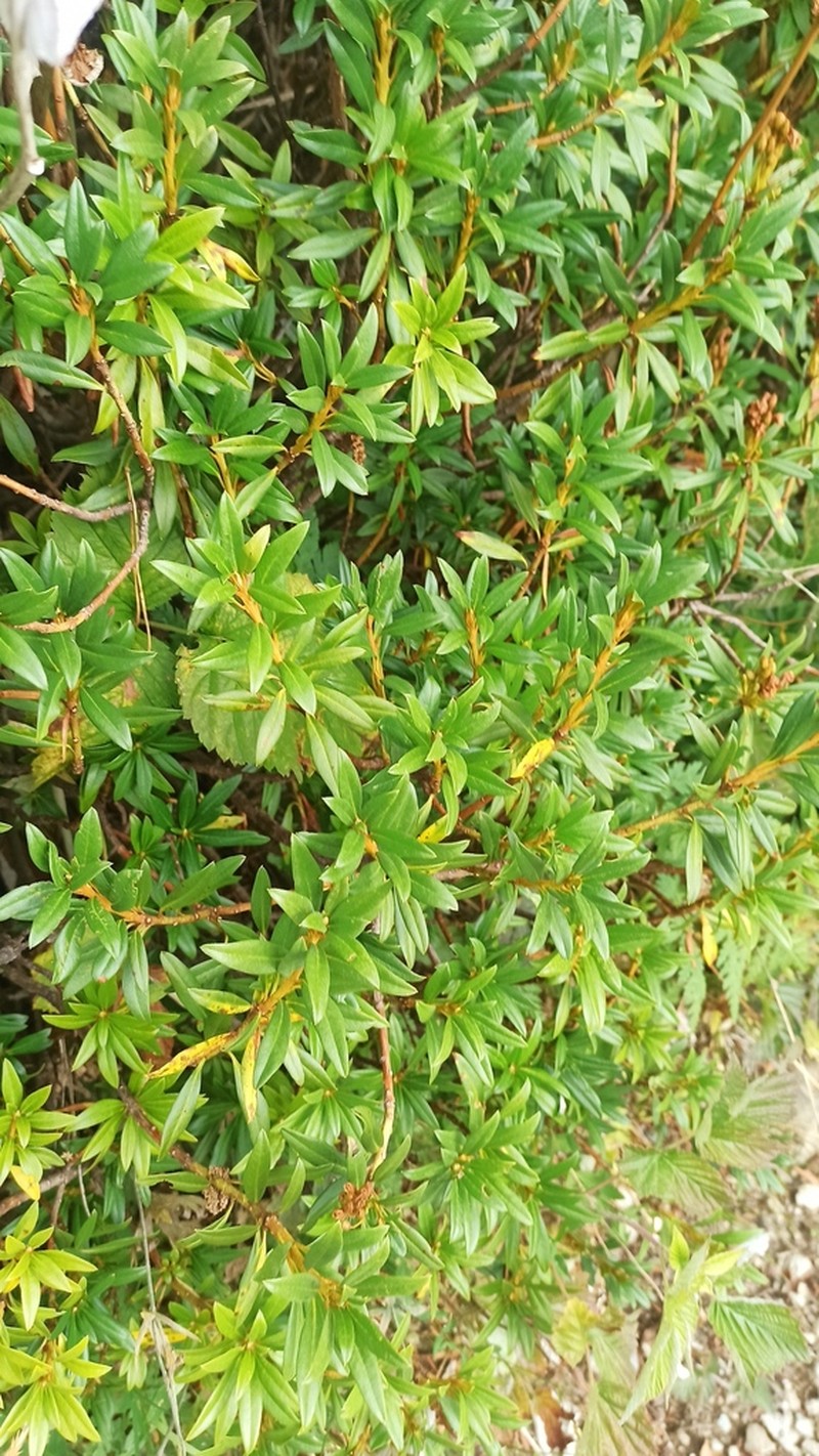 Rhododendron ferrugineum photo 7