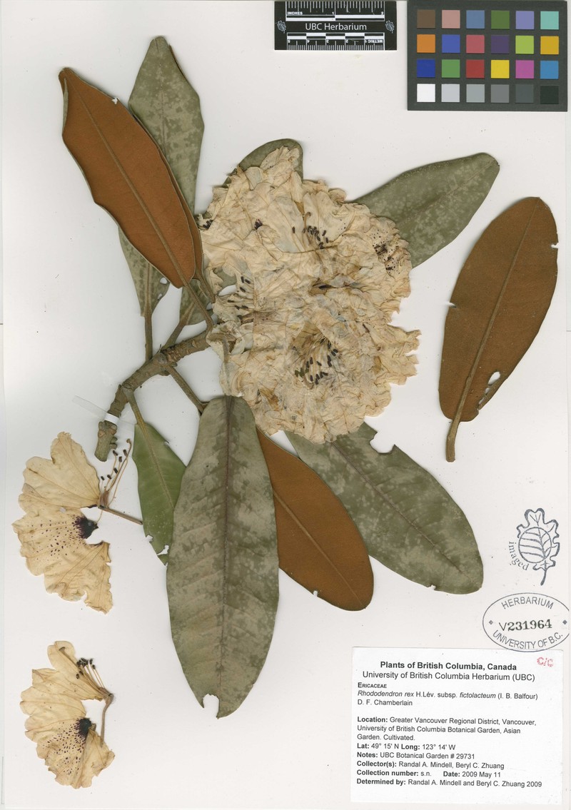 Rhododendron fictolacteum