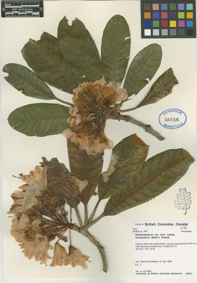 Rhododendron fictolacteum photo 2