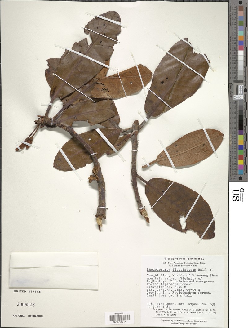 Rhododendron fictolacteum photo 3