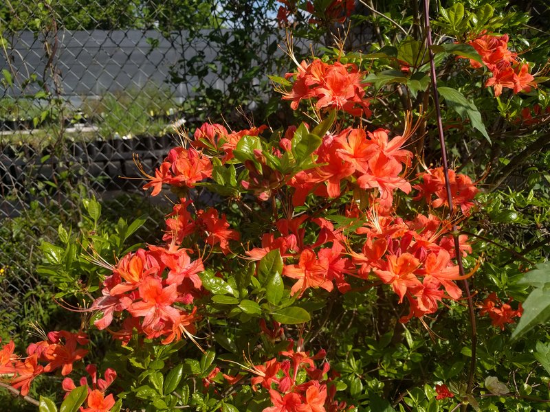 Piedmont Azalea